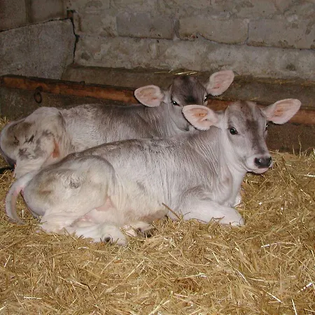 Nieslerhof Farma
