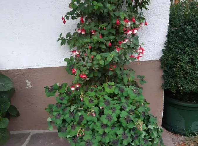 Nieslerhof *