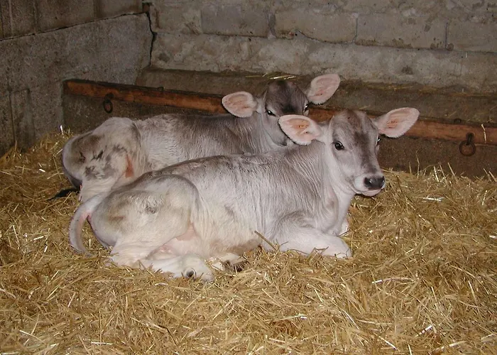 Nieslerhof Çiftlik konaklama